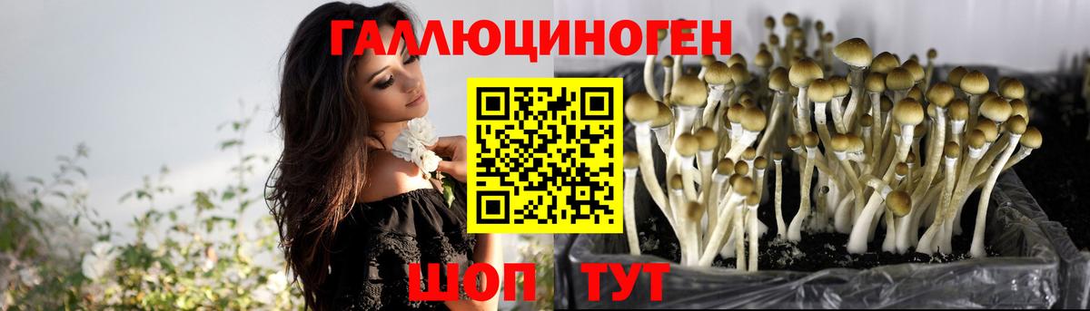 как найти закладки  Галлюциногенные грибы Magic Shrooms  Вход с VPN  Осинники  Псилоцибиновые грибы MAGIC MUSHROOMS 